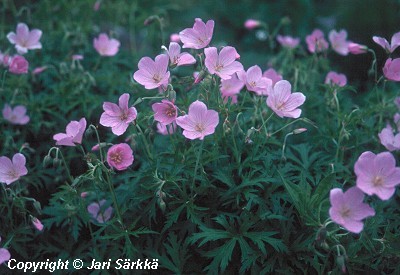 Geranium clarkei Kashmir Pink